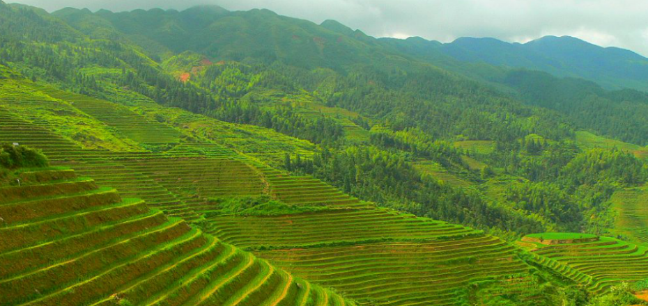 Longji Rice Terraces